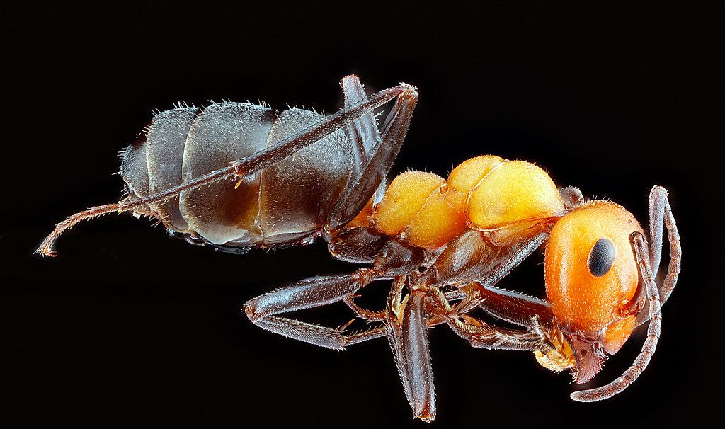 Ant Control service in Glendale, CA