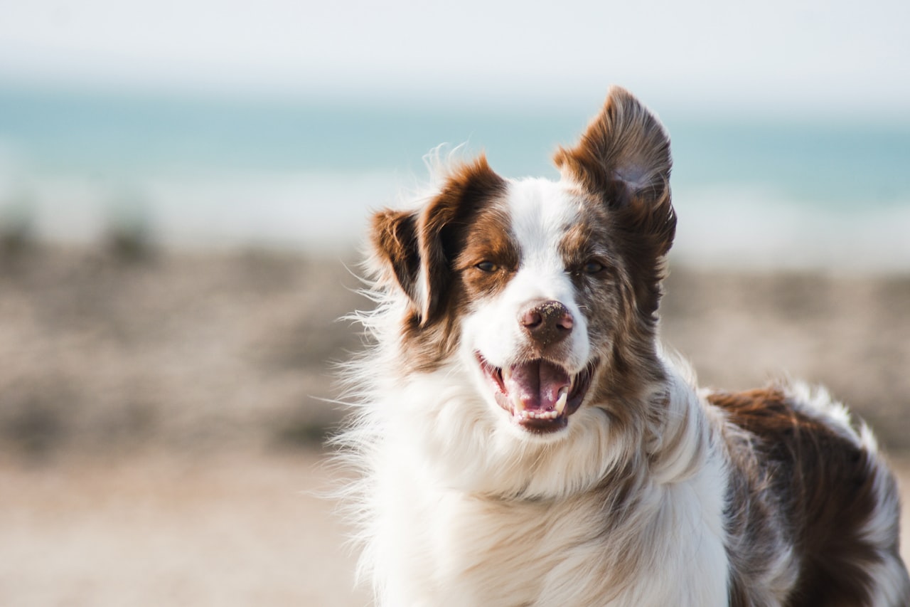Flea & Tick Control service in Glendale, CA