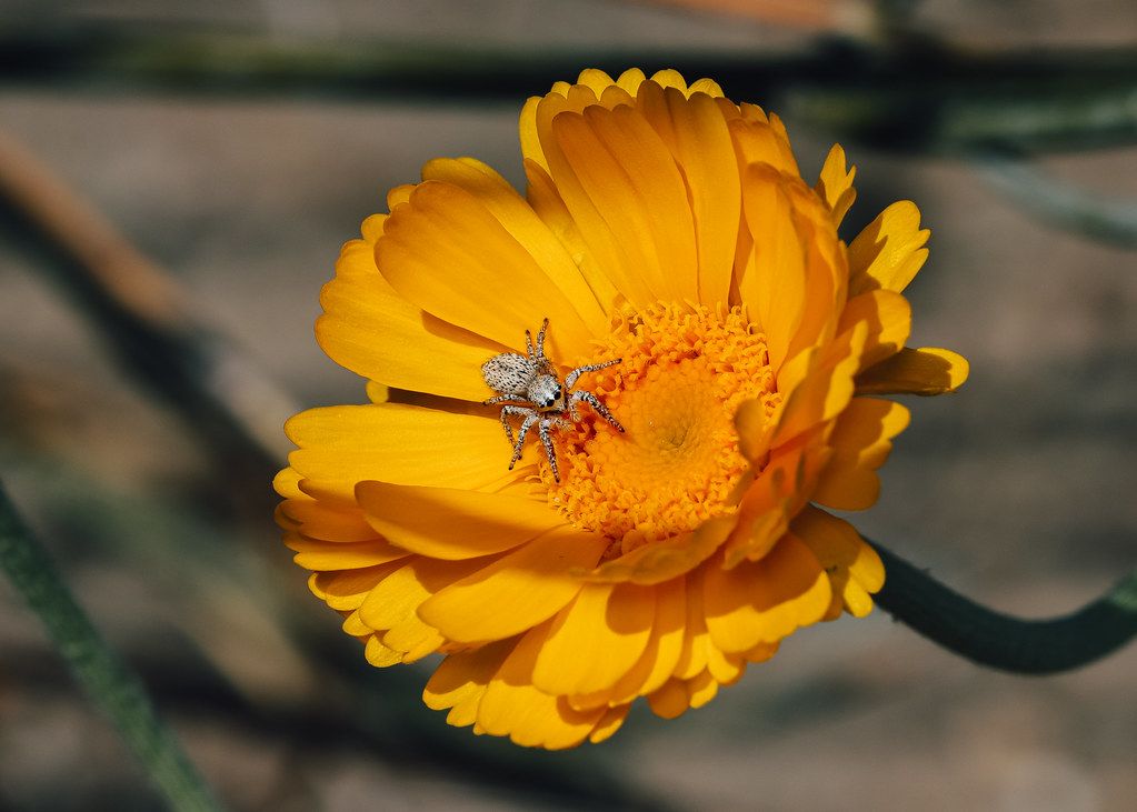 Spider Control service in Glendale, CA